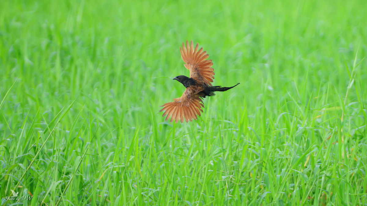 Lesser Coucal - ML622755417