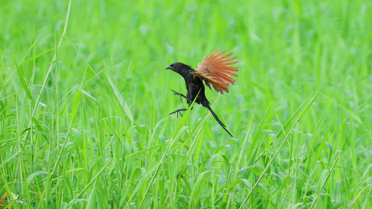 Lesser Coucal - ML622755418