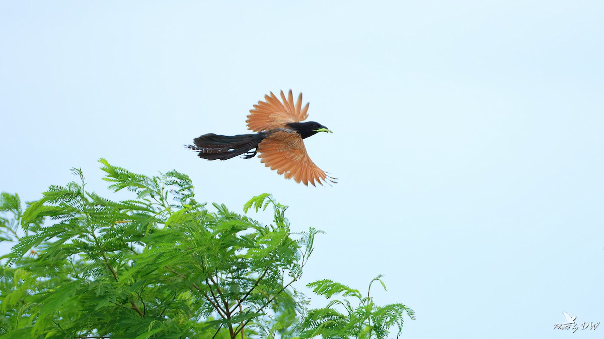 Lesser Coucal - ML622755419