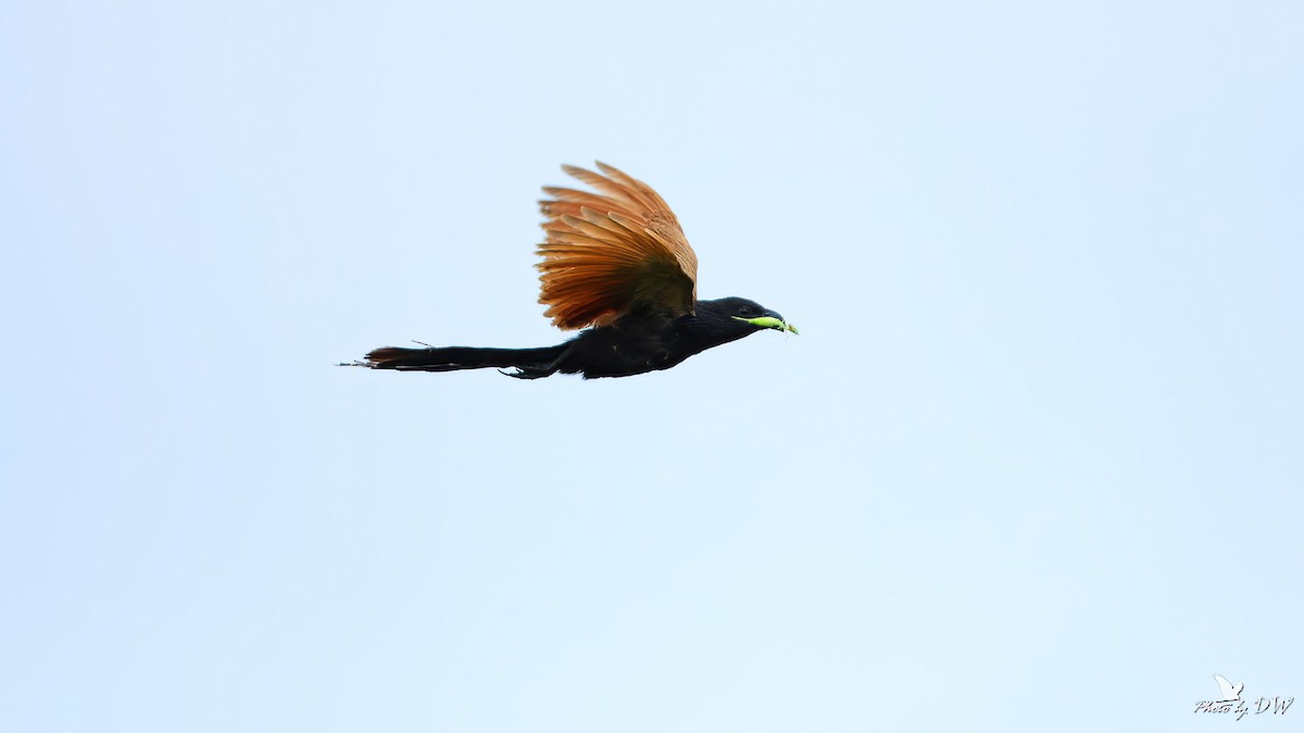 Lesser Coucal - ML622755420