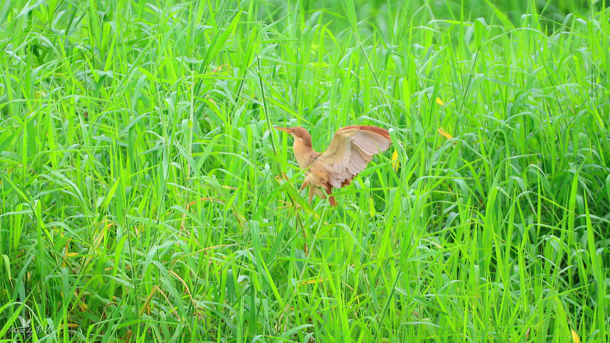 Cinnamon Bittern - David Wu