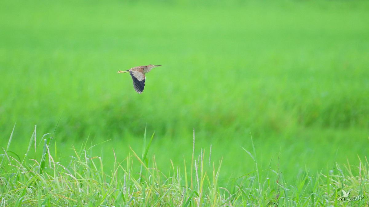 Yellow Bittern - ML622755455