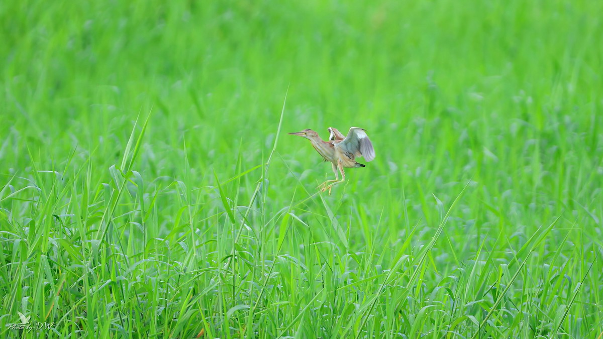 Yellow Bittern - ML622755456