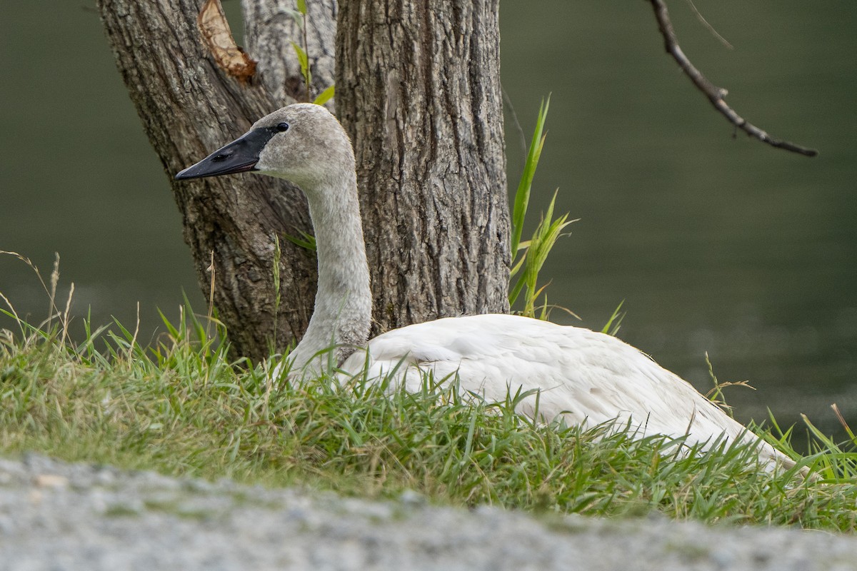 Trumpeter Swan - ML622755480