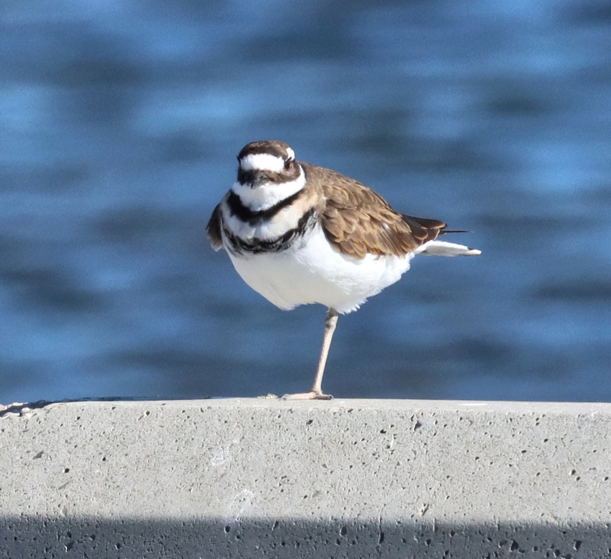 Killdeer - ML622755514