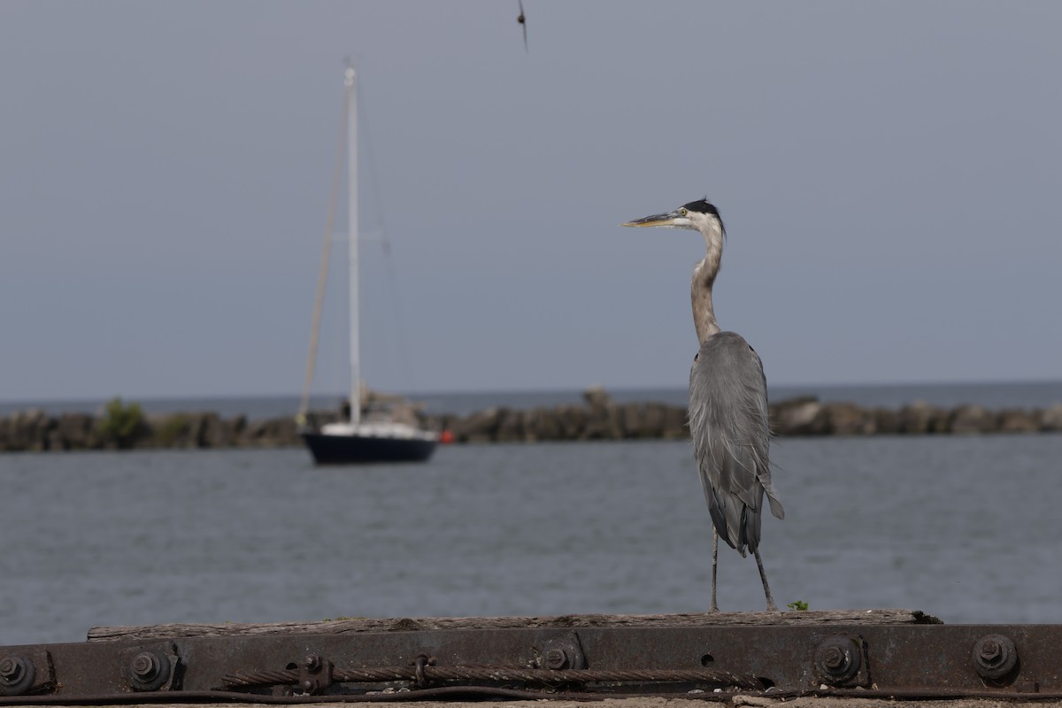 Great Blue Heron - ML622755648