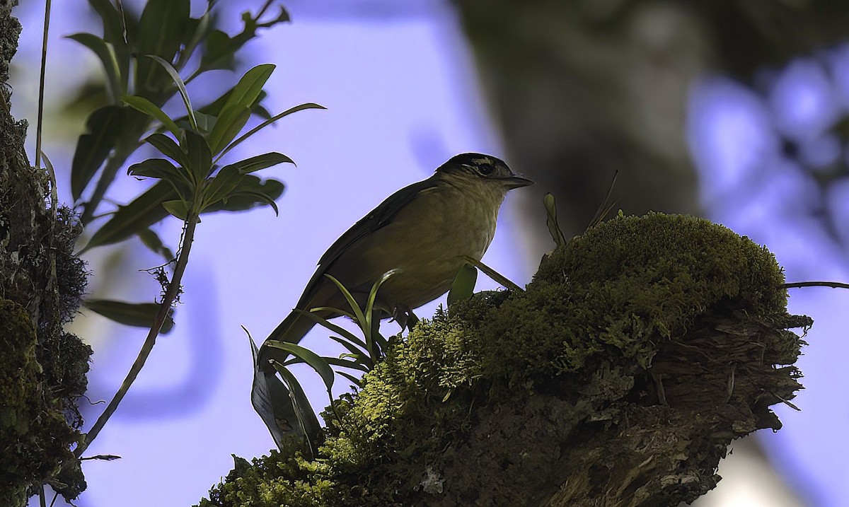 Blue-capped Ifrita - ML622755665