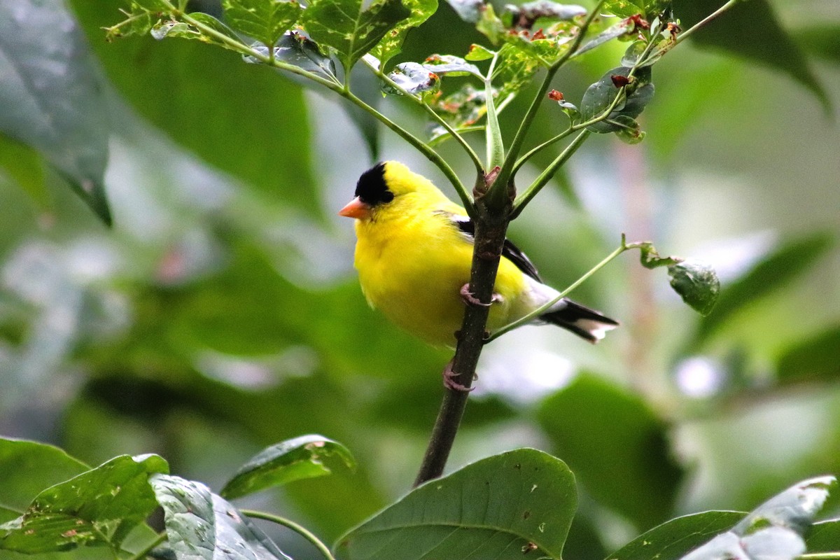 American Goldfinch - Cindy Grimes