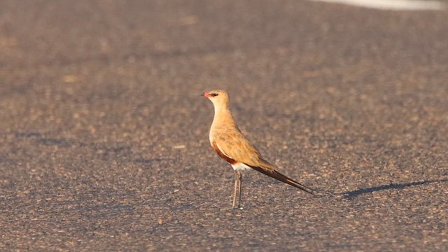 Australian Pratincole - ML622755708
