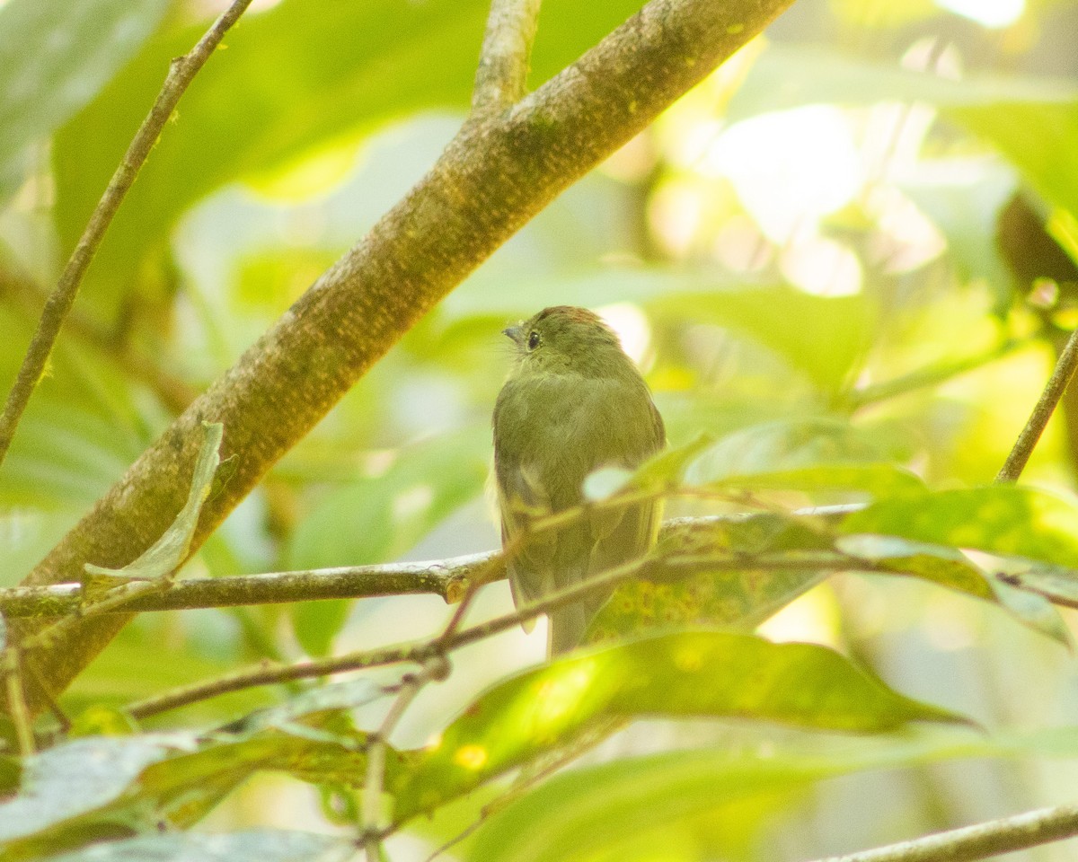 Orange-crested Flycatcher - ML622755719