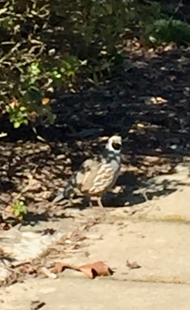 California Quail - ML622755756