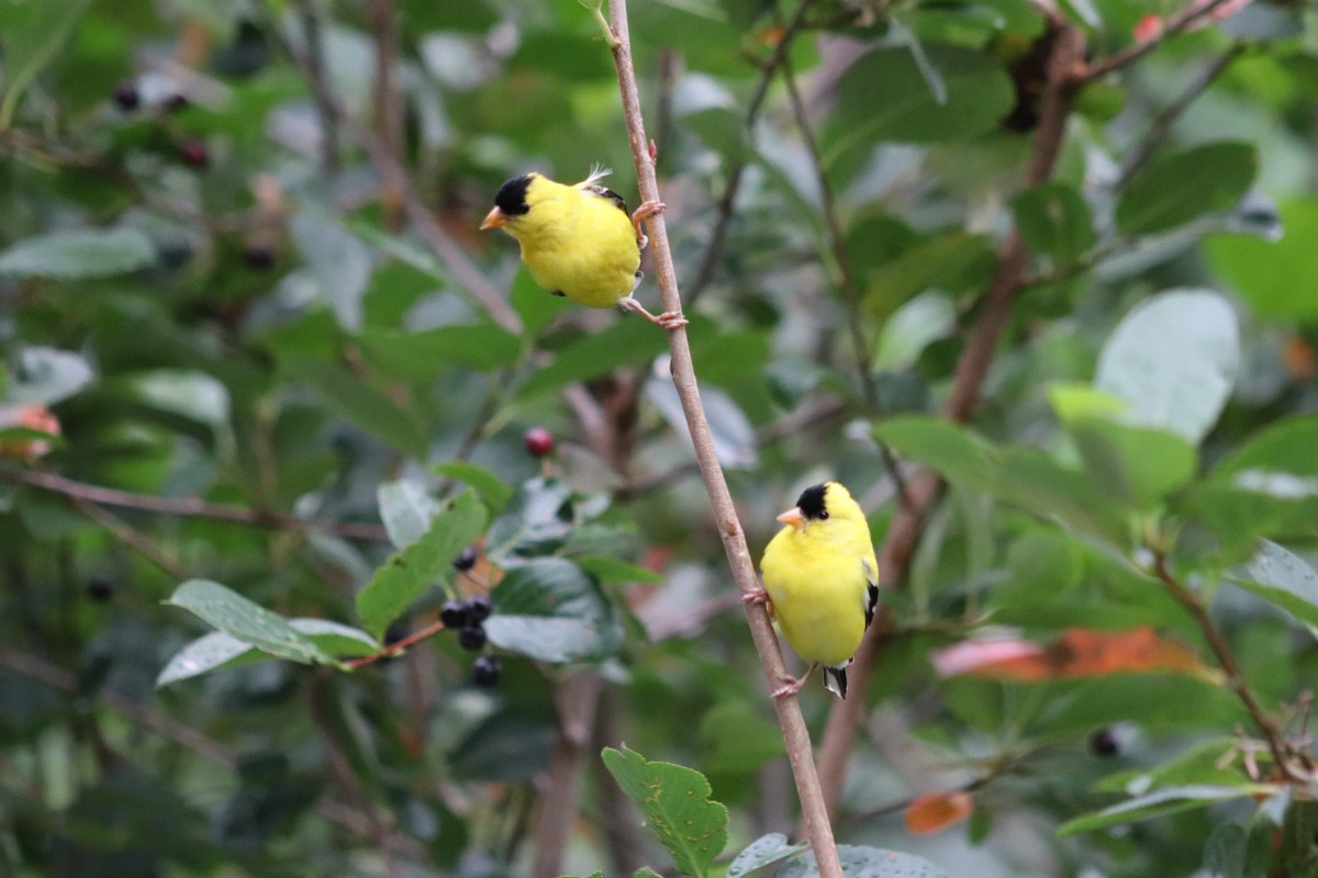 American Goldfinch - Cindy Grimes