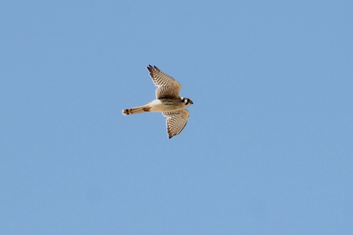 American Kestrel - ML622755777