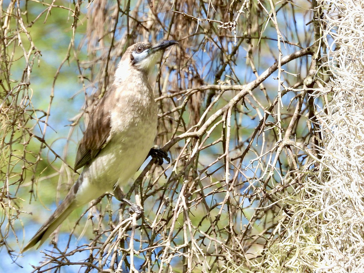 ヒメハゲミツスイ - ML622755779