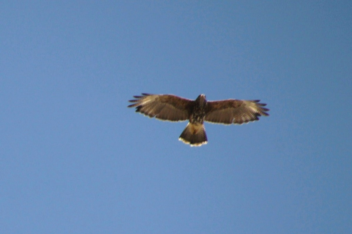 Harris's Hawk - ML622755788