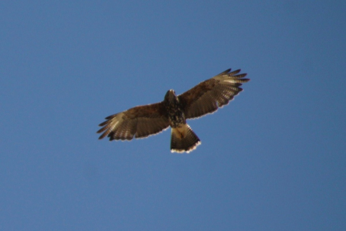 Harris's Hawk - ML622755789