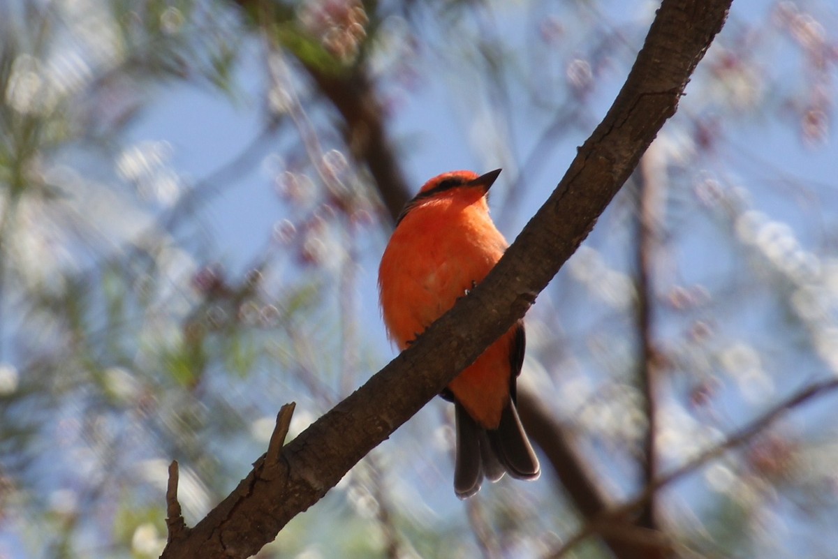 Vermilion Flycatcher - ML622755822