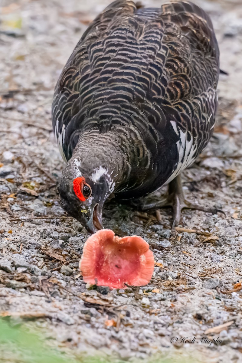 Spruce Grouse - Heidi Murphy