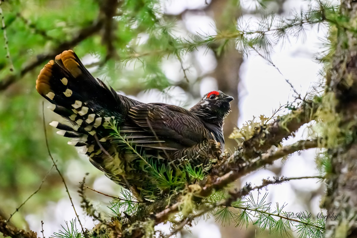 Spruce Grouse - Heidi Murphy