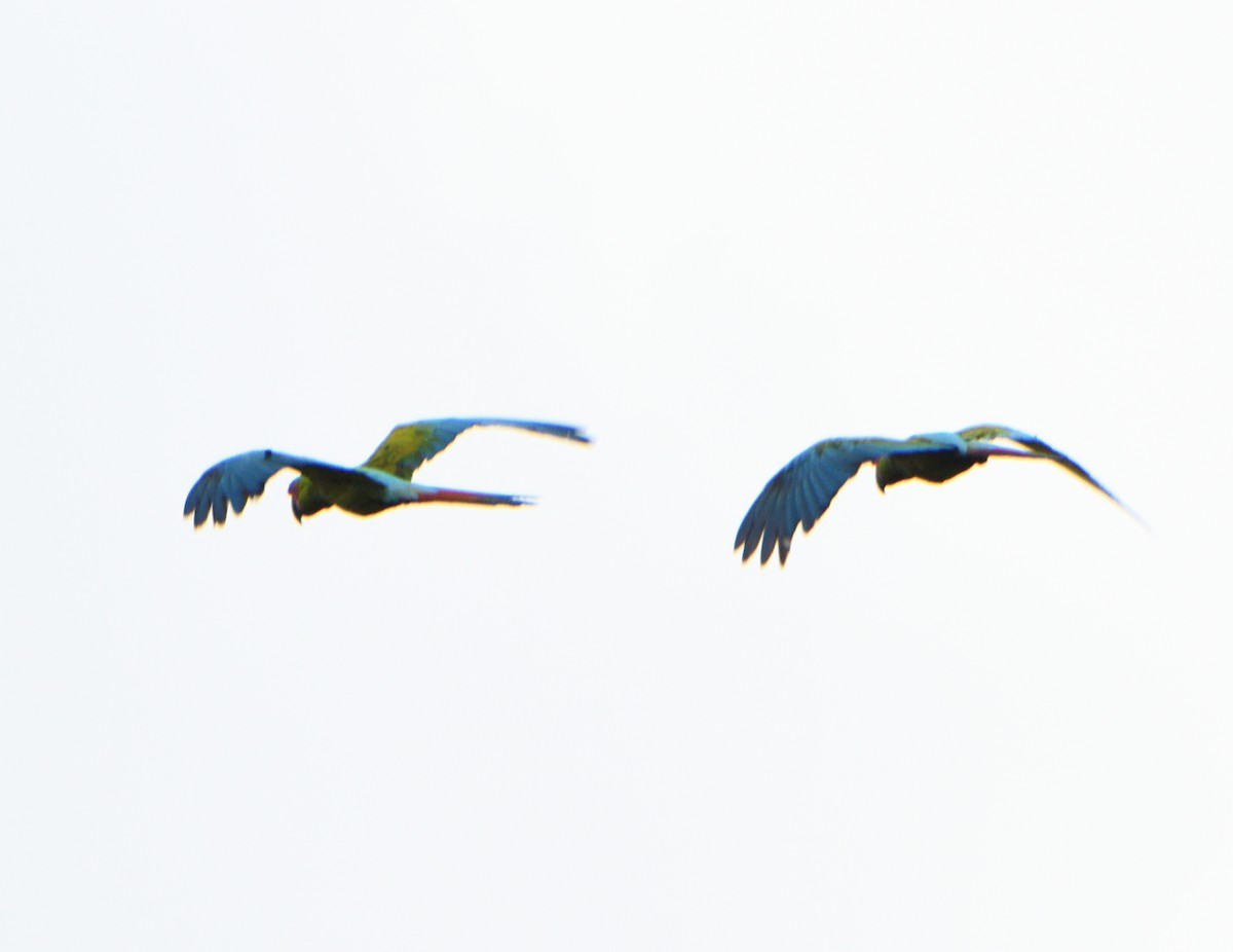 Great Green Macaw - ML622755958