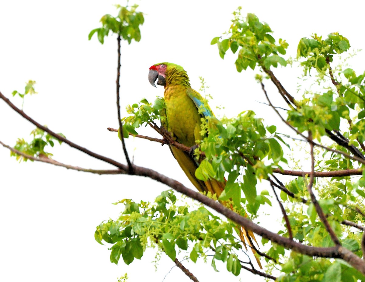 Great Green Macaw - ML622755961