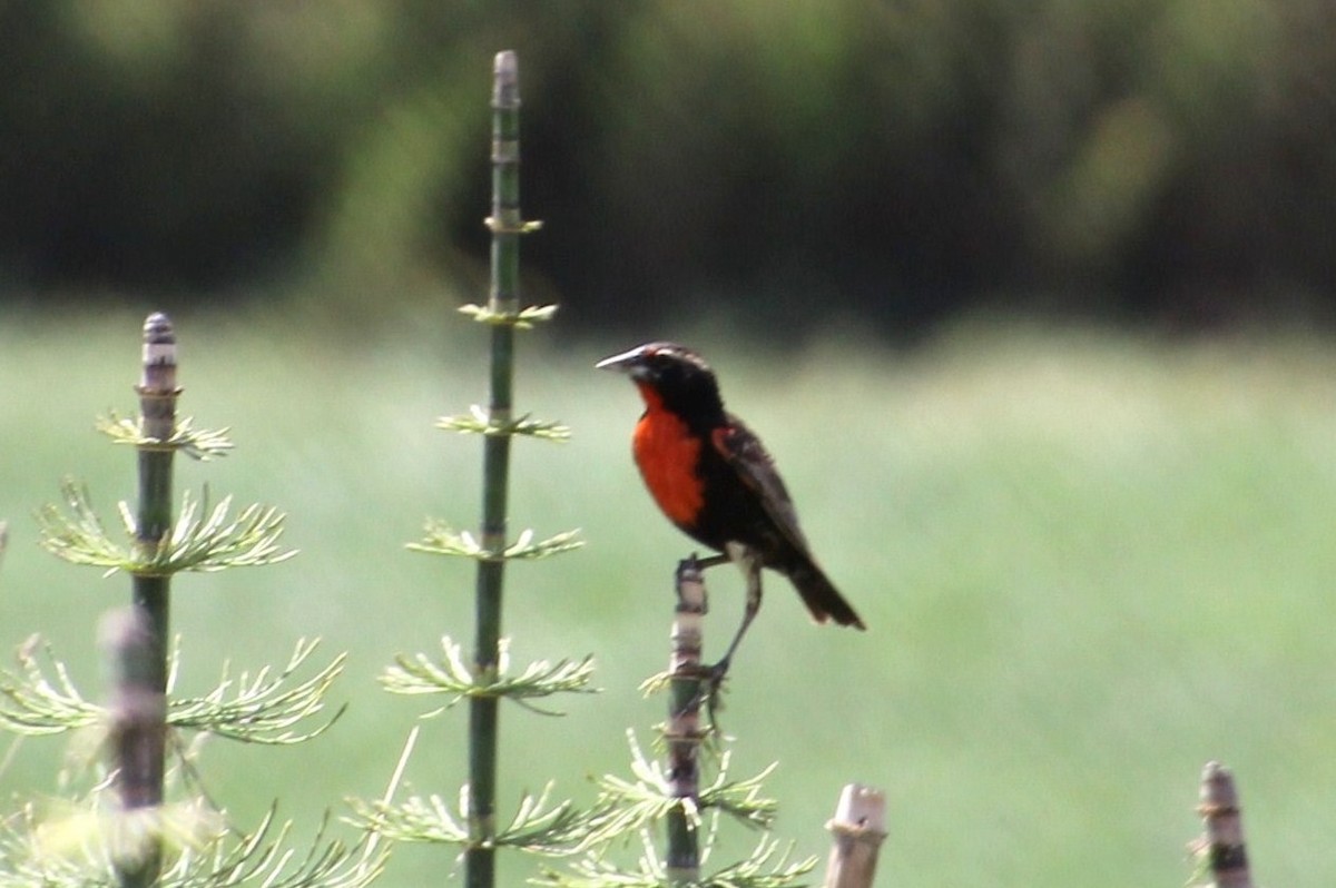 Peruvian Meadowlark - ML622755968