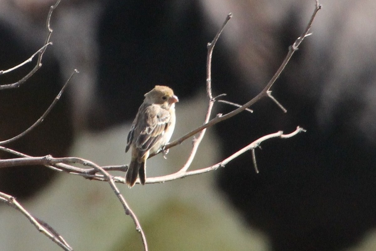 Chestnut-throated Seedeater - ML622755991