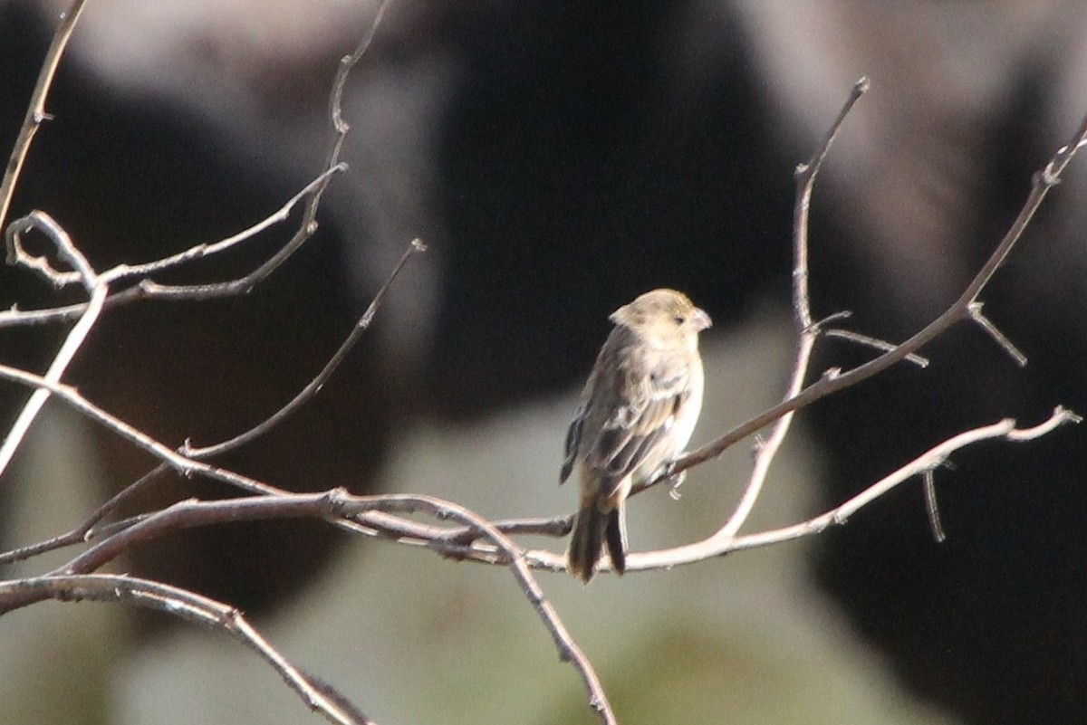 Chestnut-throated Seedeater - ML622755992