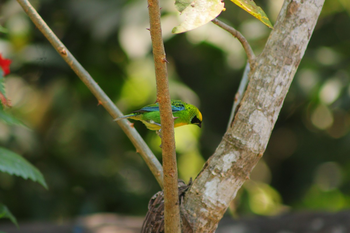 Green-and-gold Tanager - ML622755998