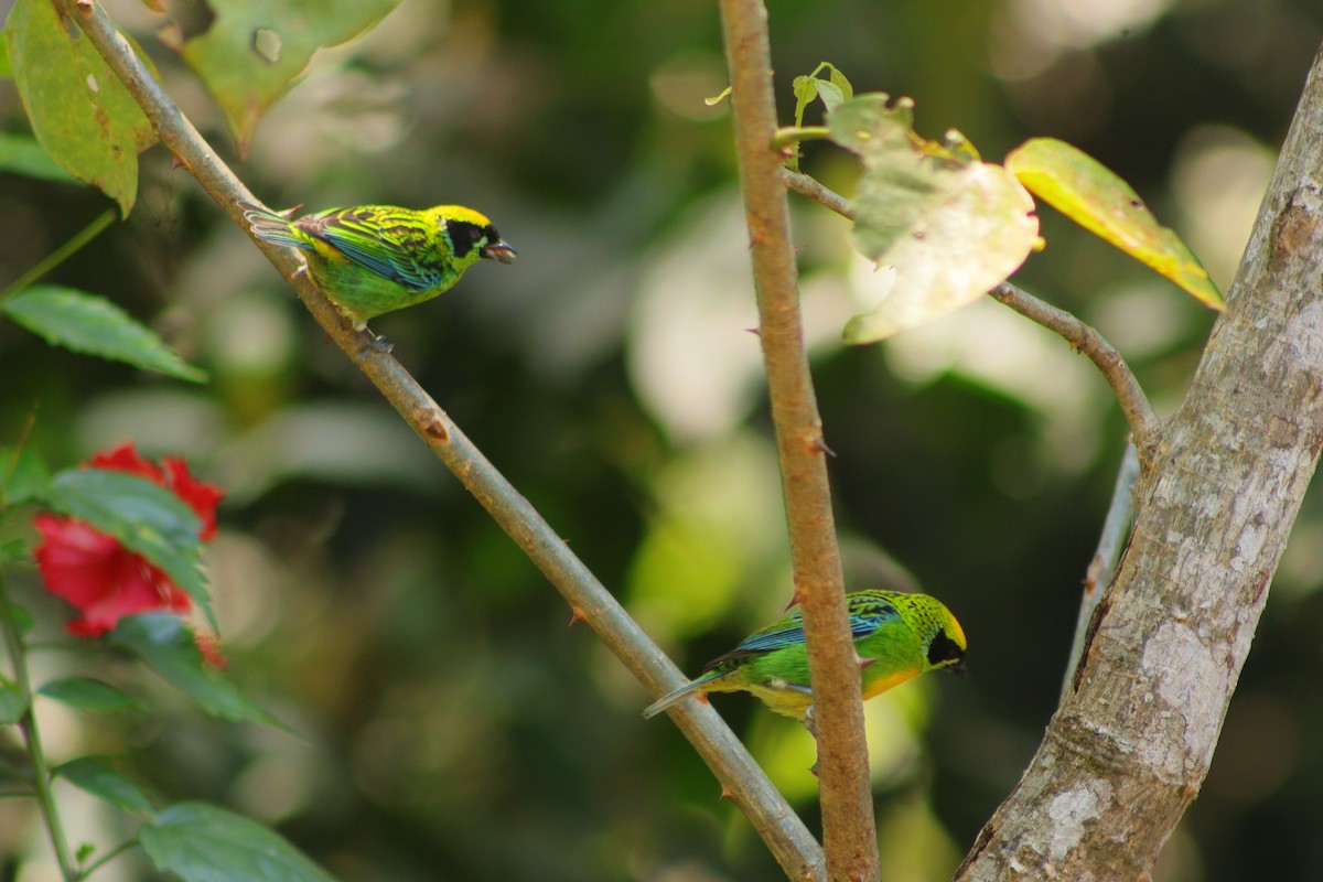 Green-and-gold Tanager - ML622756005