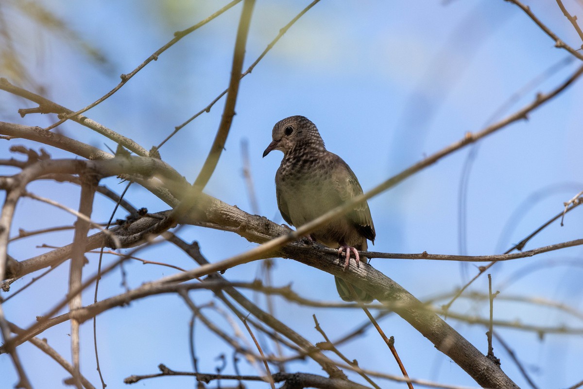 Common Ground Dove - ML622756097