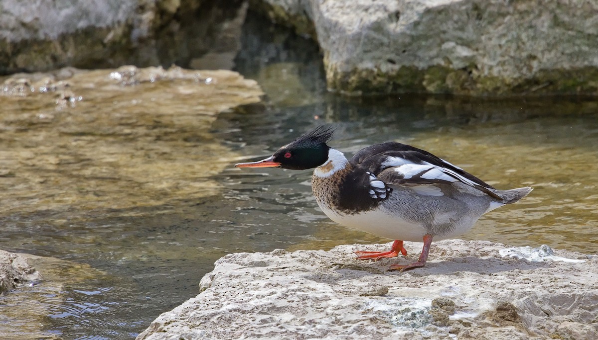 Red-breasted Merganser - ML622756111