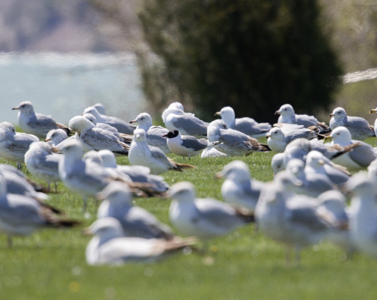 Franklin's Gull - ML622756127