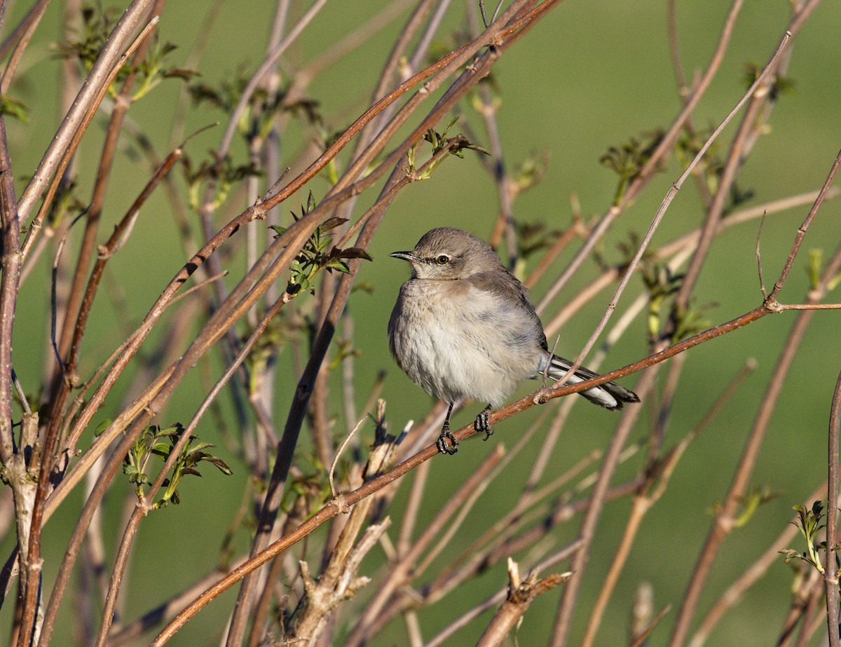 Northern Mockingbird - ML622756146