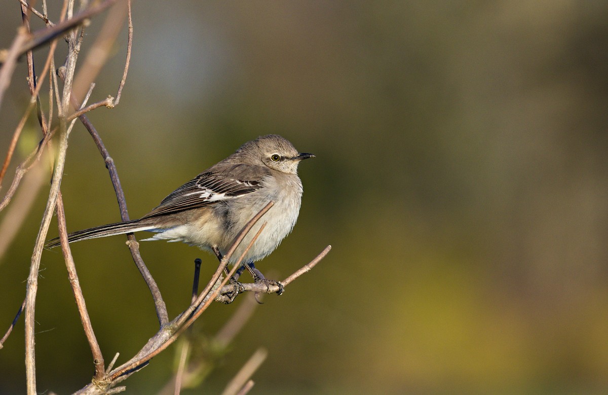 Northern Mockingbird - ML622756147