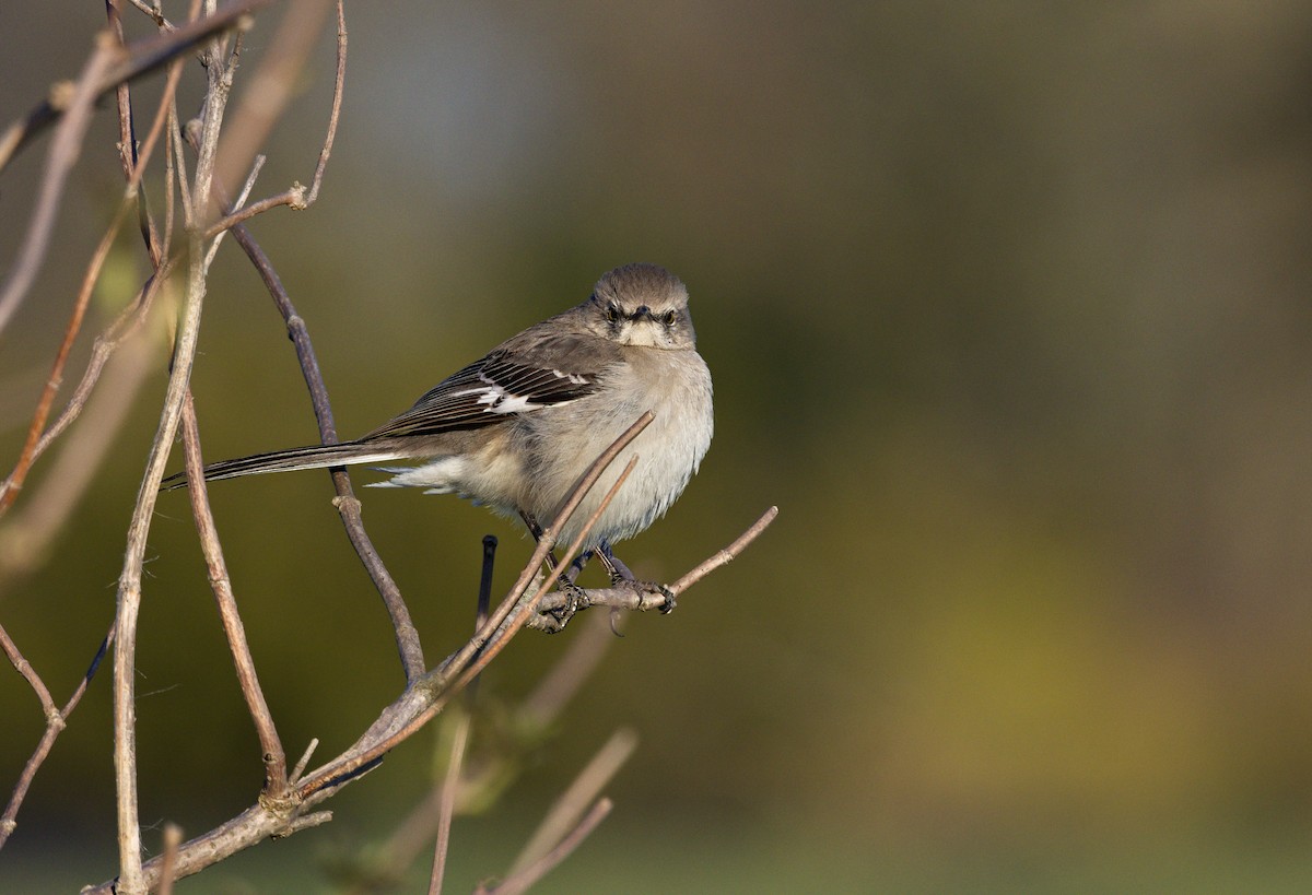 Northern Mockingbird - ML622756149