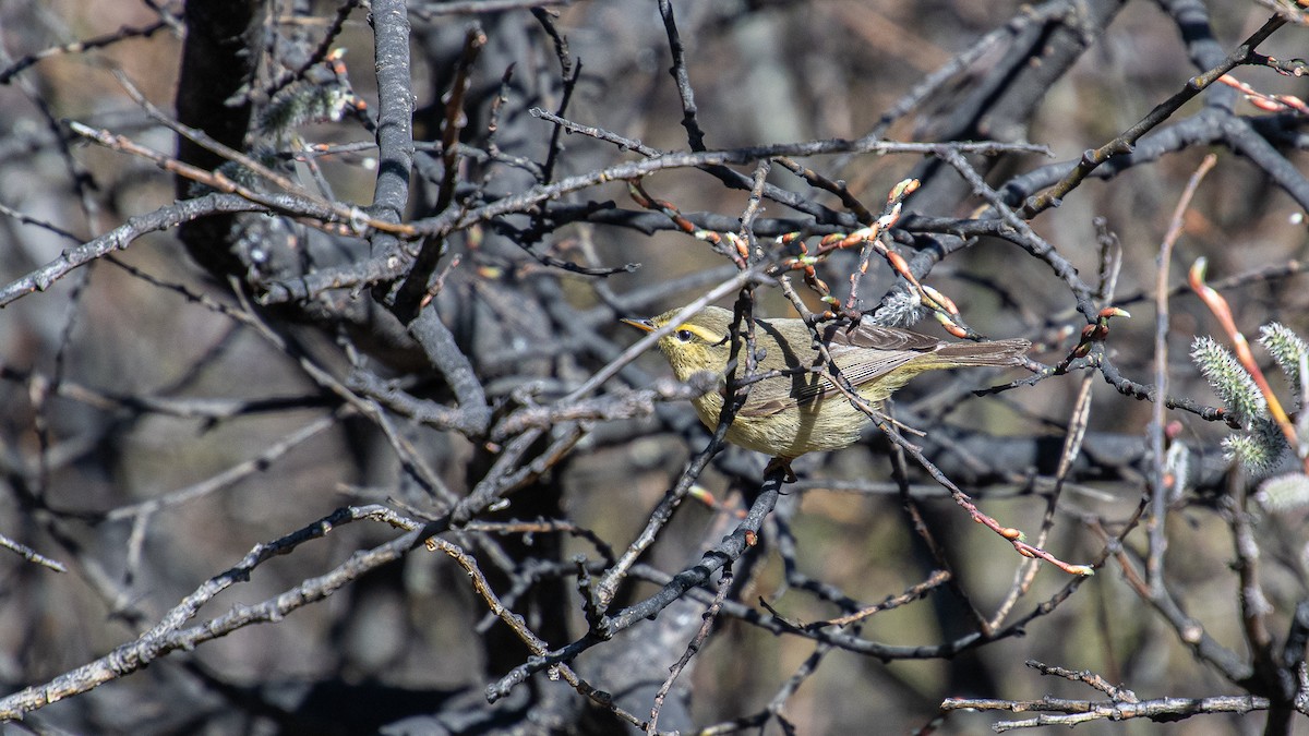 Tickell's Leaf Warbler - ML622756157