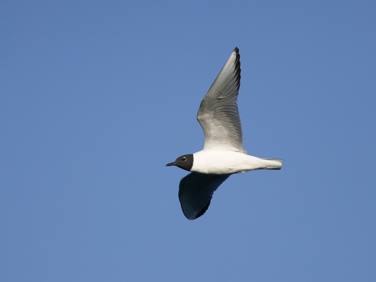 Bonaparte's Gull - ML622756160