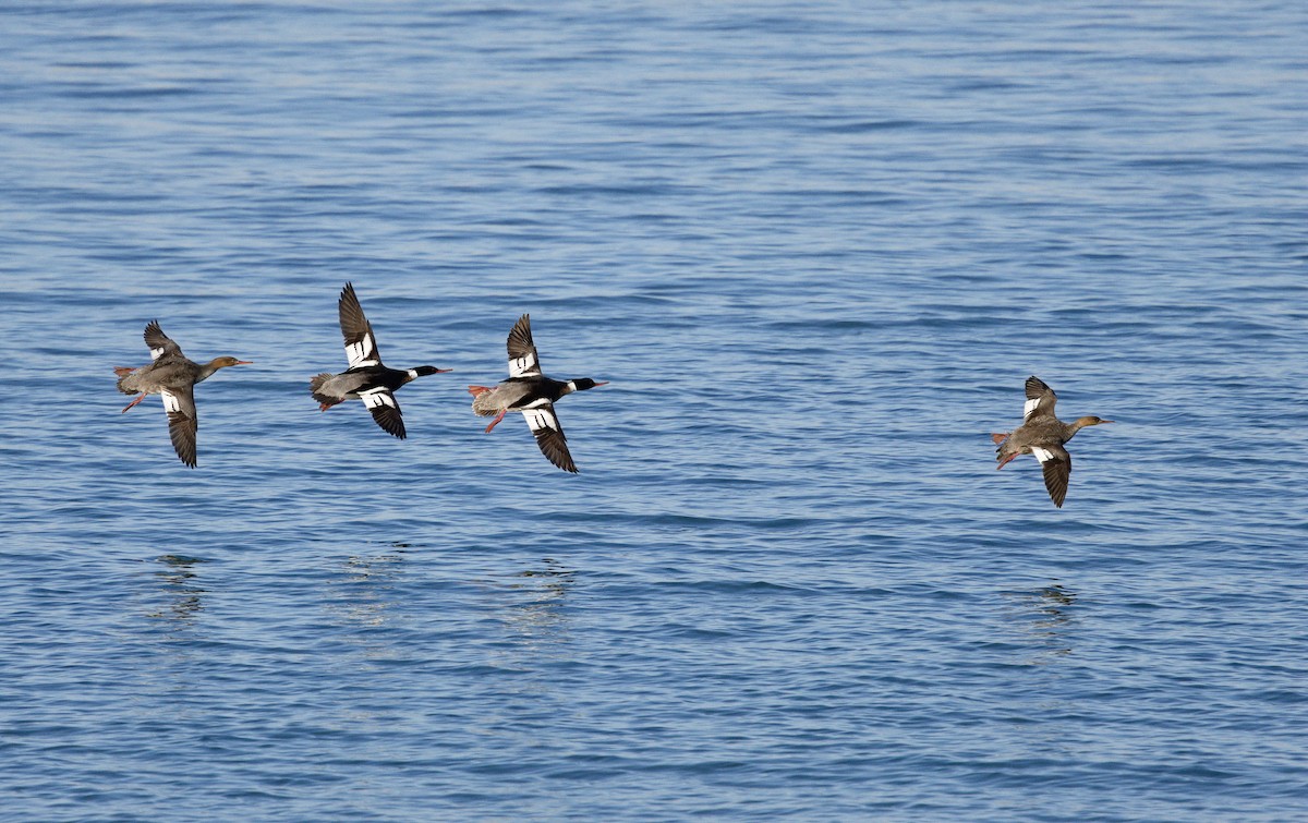 Red-breasted Merganser - ML622756172