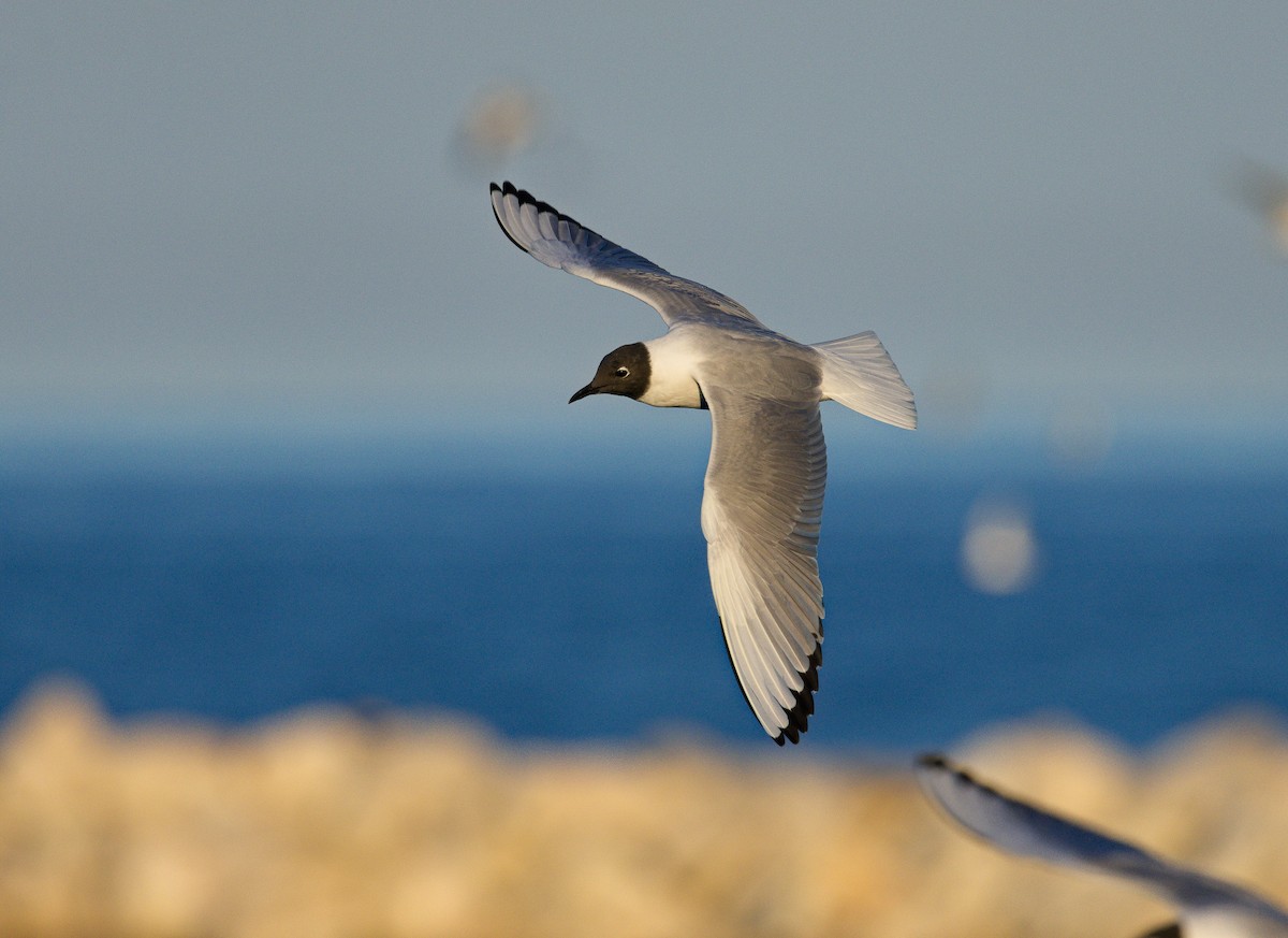 Bonaparte's Gull - ML622756174