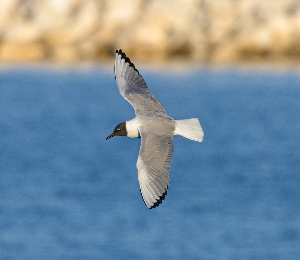 Bonaparte's Gull - ML622756176