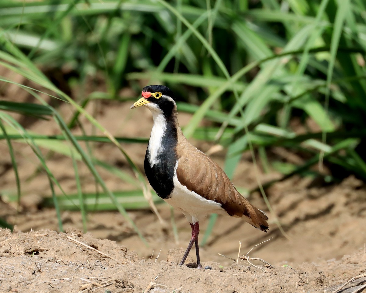 Banded Lapwing - ML622756185