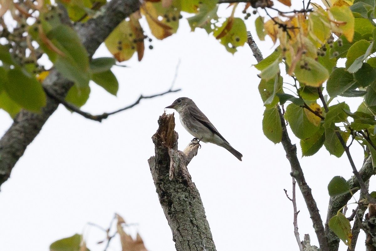 Olive-sided Flycatcher - ML622756276