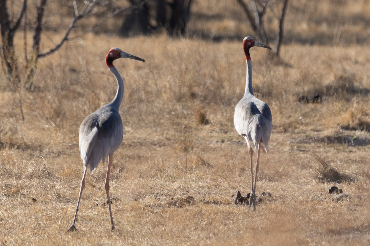 Sarus Turnası - ML622756292