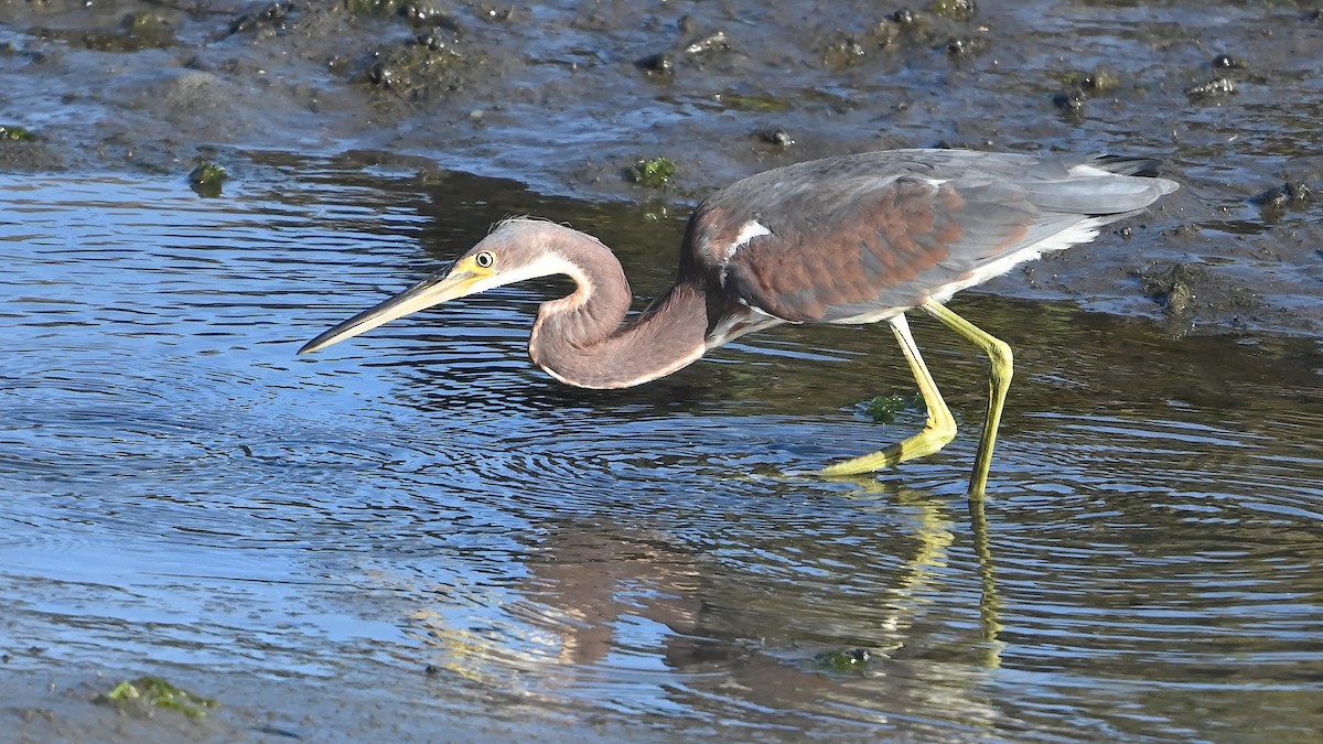 Tricolored Heron - ML622756295