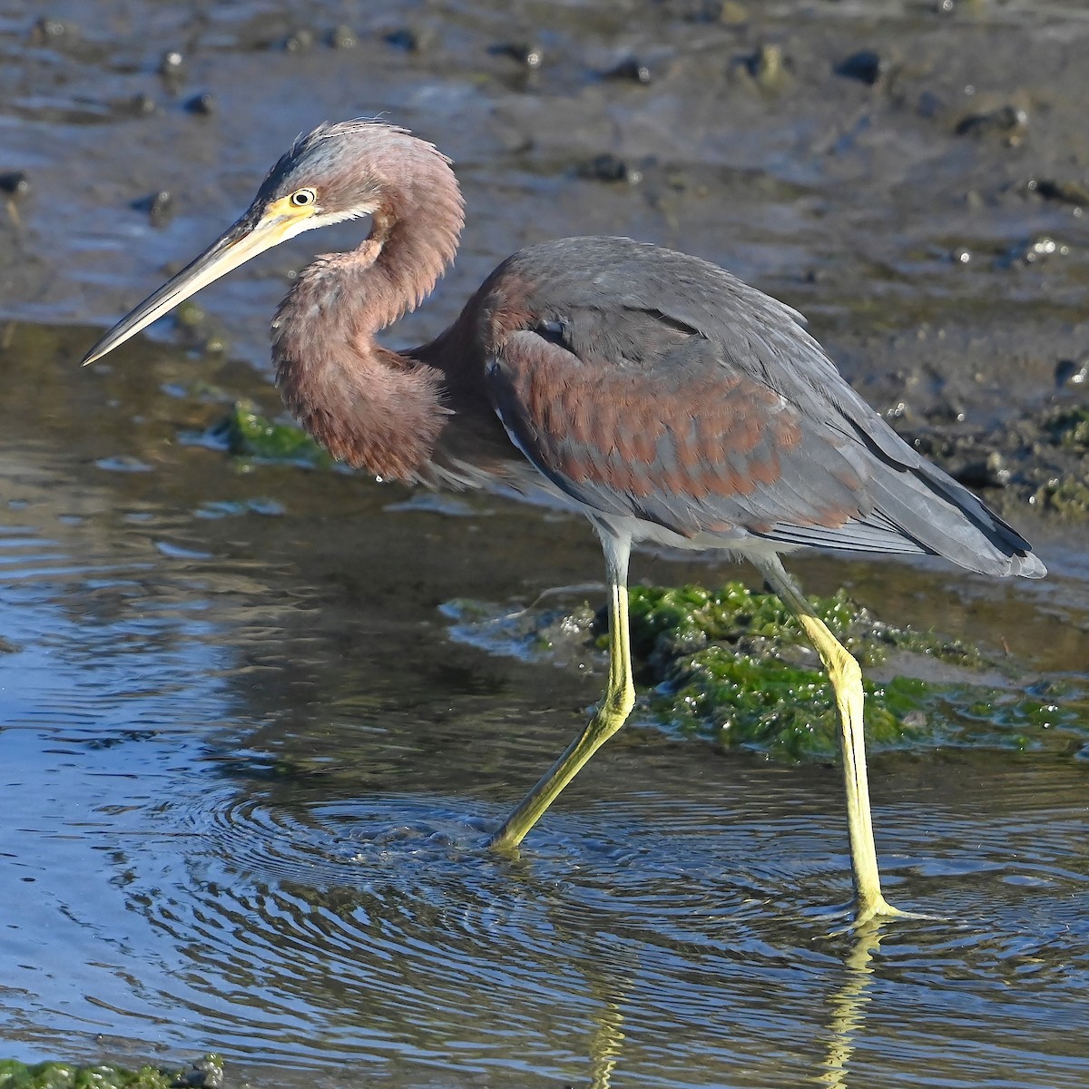 Tricolored Heron - ML622756296