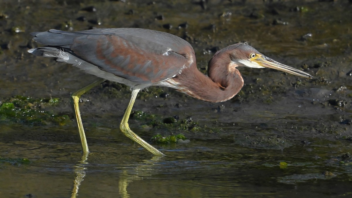 Tricolored Heron - ML622756297