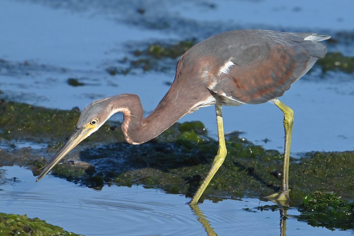 Tricolored Heron - ML622756298