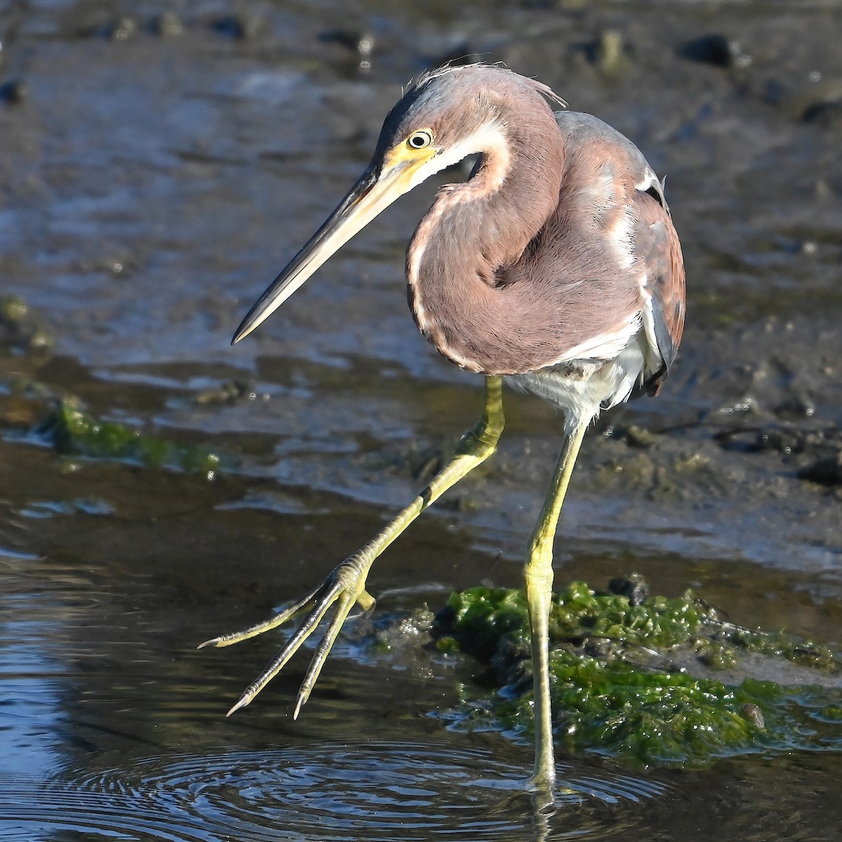 Tricolored Heron - Ken  Blackford