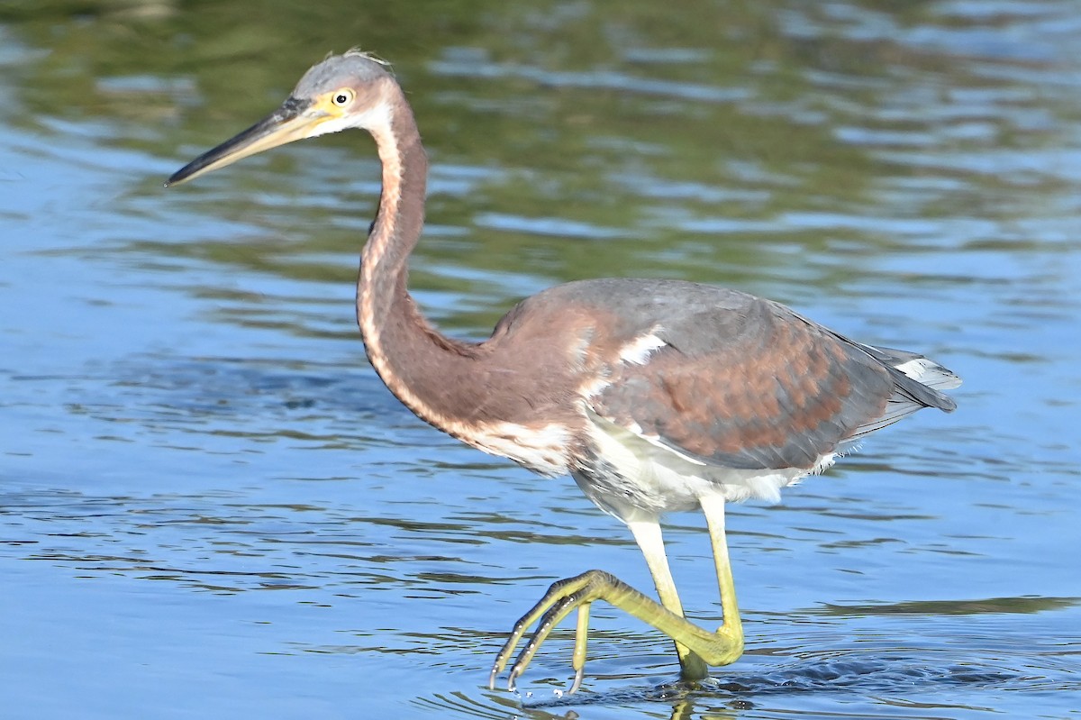 Tricolored Heron - ML622756300